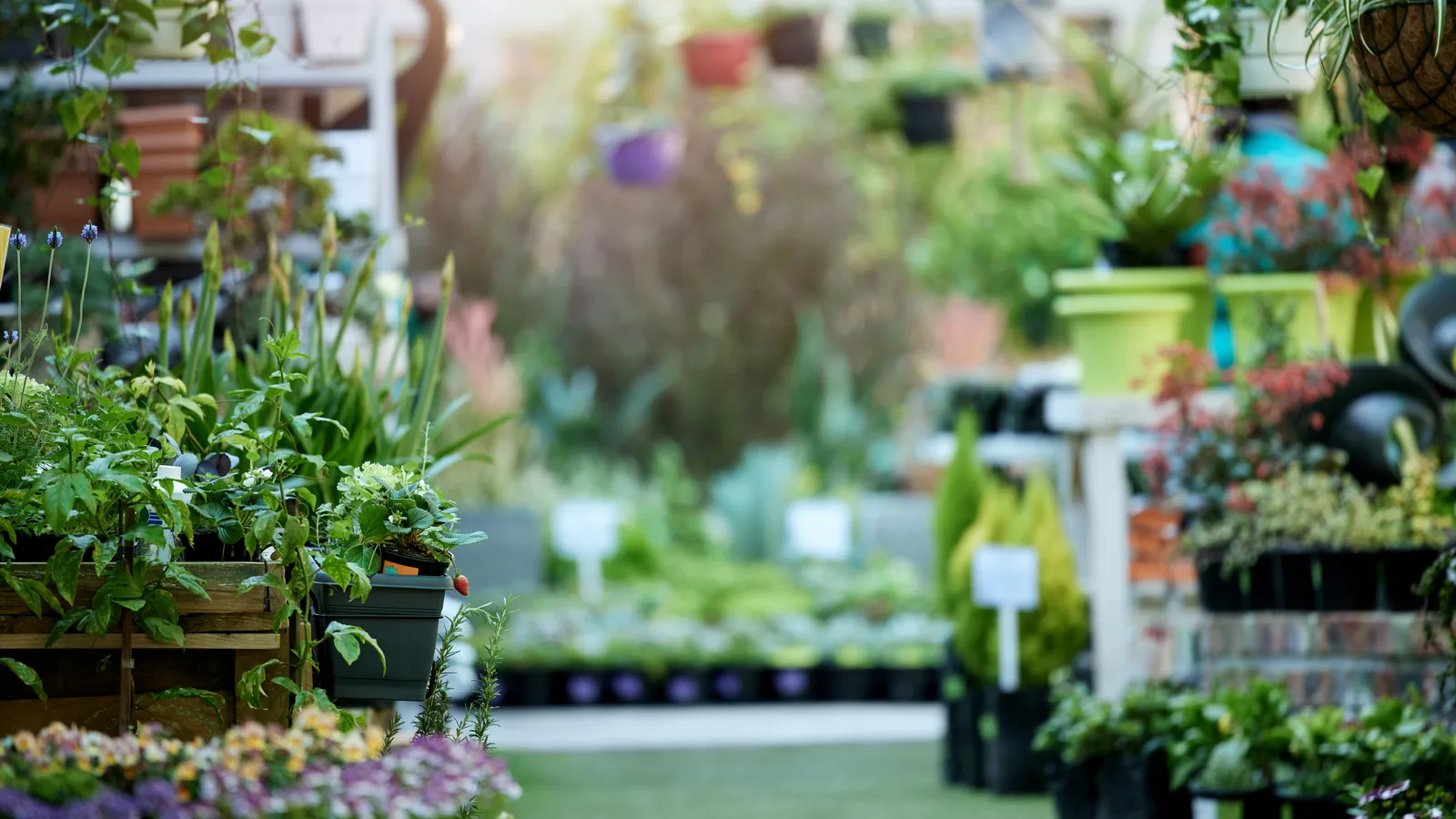 Potted plants and flowers on wooden tables and shelves along an aisle at a garden center