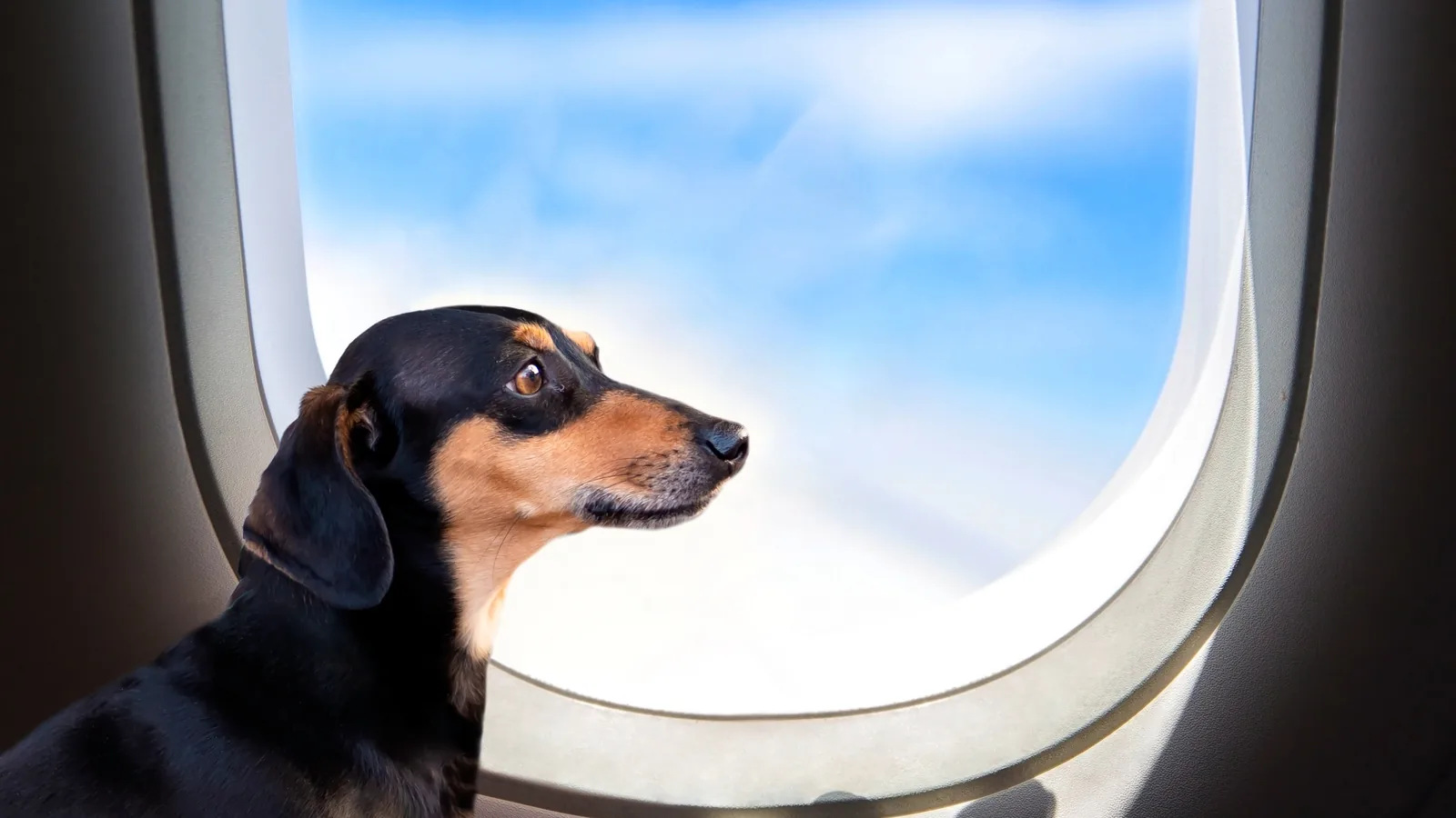 A dachshund sitting up in an airplane seat, looking out the window